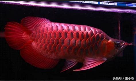 紅龍魚品種|紅龍魚 飼養方法 品種介紹